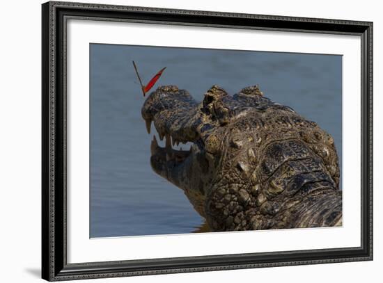 South America, Brazil, Pantanal Wetlands, Yacare Caiman and Butterfly on the Cuiaba River-Judith Zimmerman-Framed Photographic Print