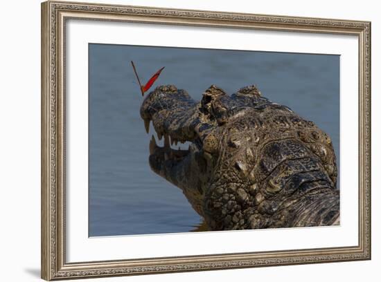 South America, Brazil, Pantanal Wetlands, Yacare Caiman and Butterfly on the Cuiaba River-Judith Zimmerman-Framed Photographic Print