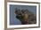 South America, Brazil, Pantanal Wetlands, Yacare Caiman and Butterfly on the Cuiaba River-Judith Zimmerman-Framed Photographic Print