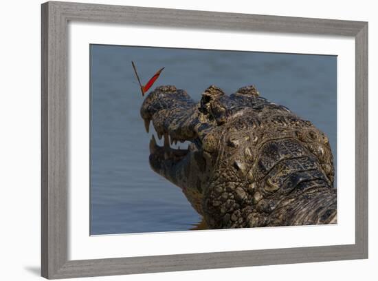 South America, Brazil, Pantanal Wetlands, Yacare Caiman and Butterfly on the Cuiaba River-Judith Zimmerman-Framed Photographic Print