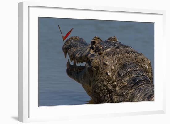 South America, Brazil, Pantanal Wetlands, Yacare Caiman and Butterfly on the Cuiaba River-Judith Zimmerman-Framed Photographic Print