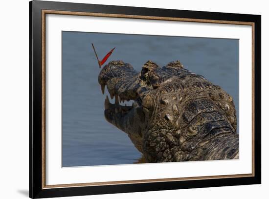 South America, Brazil, Pantanal Wetlands, Yacare Caiman and Butterfly on the Cuiaba River-Judith Zimmerman-Framed Photographic Print