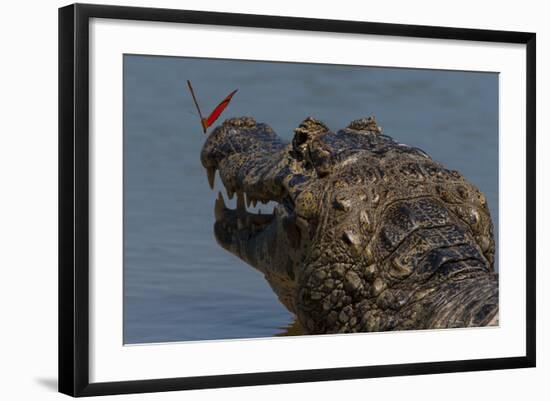 South America, Brazil, Pantanal Wetlands, Yacare Caiman and Butterfly on the Cuiaba River-Judith Zimmerman-Framed Photographic Print