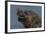 South America, Brazil, Pantanal Wetlands, Yacare Caiman and Butterfly on the Cuiaba River-Judith Zimmerman-Framed Photographic Print