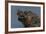 South America, Brazil, Pantanal Wetlands, Yacare Caiman and Butterfly on the Cuiaba River-Judith Zimmerman-Framed Photographic Print