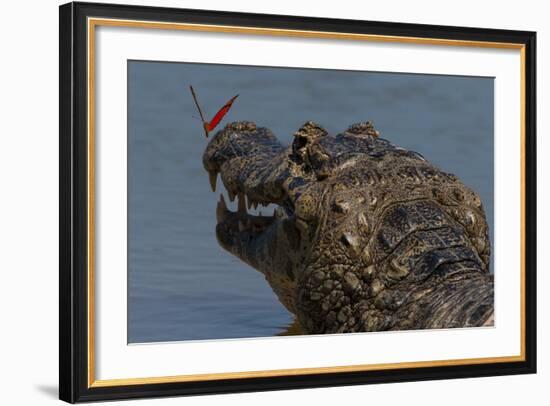 South America, Brazil, Pantanal Wetlands, Yacare Caiman and Butterfly on the Cuiaba River-Judith Zimmerman-Framed Photographic Print