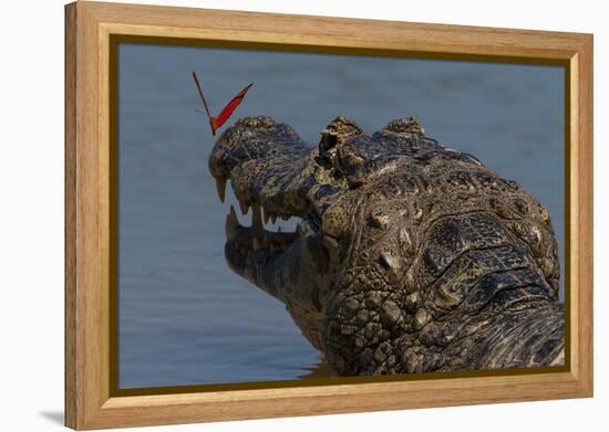 South America, Brazil, Pantanal Wetlands, Yacare Caiman and Butterfly on the Cuiaba River-Judith Zimmerman-Framed Premier Image Canvas