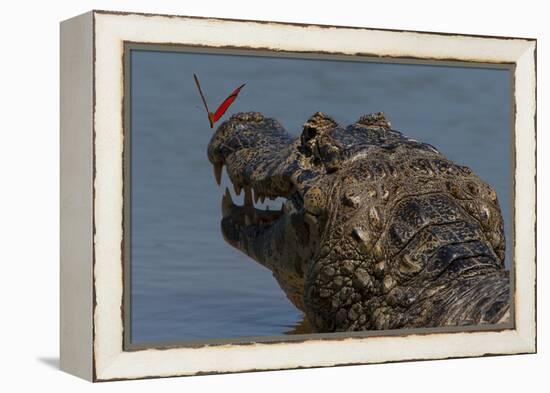 South America, Brazil, Pantanal Wetlands, Yacare Caiman and Butterfly on the Cuiaba River-Judith Zimmerman-Framed Premier Image Canvas