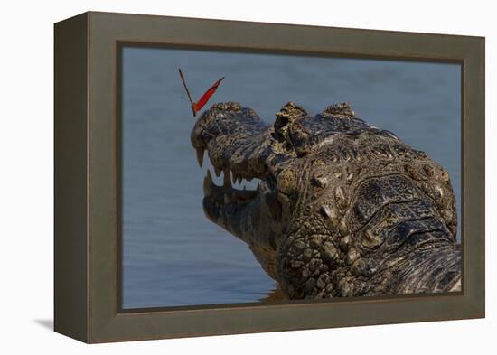 South America, Brazil, Pantanal Wetlands, Yacare Caiman and Butterfly on the Cuiaba River-Judith Zimmerman-Framed Premier Image Canvas