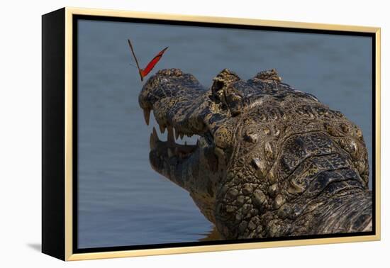 South America, Brazil, Pantanal Wetlands, Yacare Caiman and Butterfly on the Cuiaba River-Judith Zimmerman-Framed Premier Image Canvas