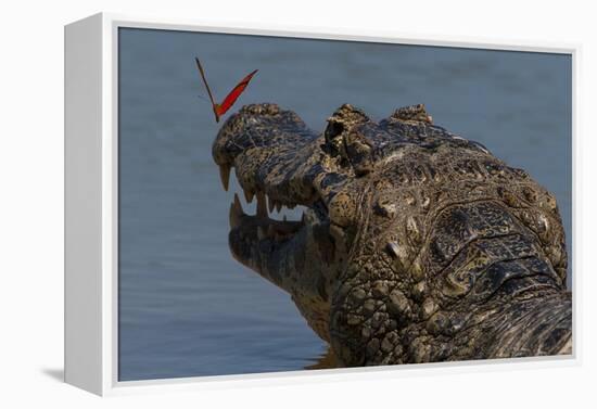 South America, Brazil, Pantanal Wetlands, Yacare Caiman and Butterfly on the Cuiaba River-Judith Zimmerman-Framed Premier Image Canvas