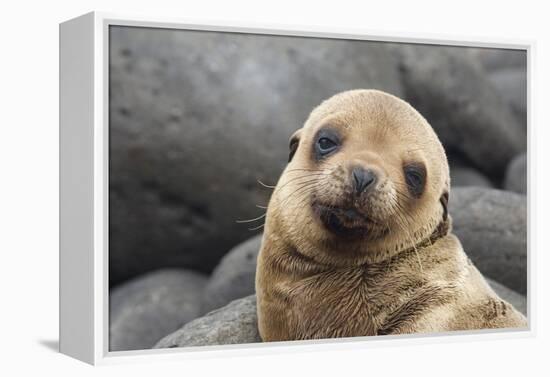 South America, Ecuador, Galapagos Islands. Portrait of Sea Lion Pup-Jaynes Gallery-Framed Premier Image Canvas