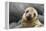 South America, Ecuador, Galapagos Islands. Portrait of Sea Lion Pup-Jaynes Gallery-Framed Premier Image Canvas