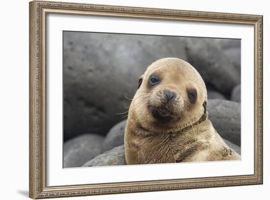 South America, Ecuador, Galapagos Islands. Portrait of Sea Lion Pup-Jaynes Gallery-Framed Photographic Print