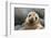 South America, Ecuador, Galapagos Islands. Portrait of Sea Lion Pup-Jaynes Gallery-Framed Photographic Print