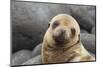 South America, Ecuador, Galapagos Islands. Portrait of Sea Lion Pup-Jaynes Gallery-Mounted Photographic Print