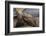 South America, Ecuador, Galapagos Islands. Two Giant Male Tortoises-Jaynes Gallery-Framed Photographic Print