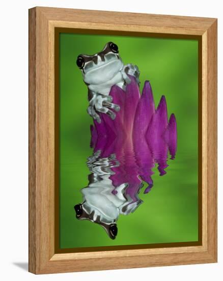 South America, Panama. Amazon milk frog reflects in water.-Jaynes Gallery-Framed Premier Image Canvas