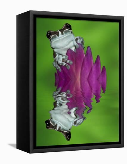 South America, Panama. Amazon milk frog reflects in water.-Jaynes Gallery-Framed Premier Image Canvas