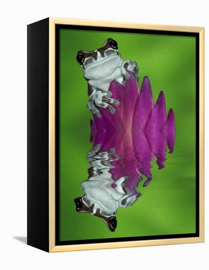 South America, Panama. Amazon milk frog reflects in water.-Jaynes Gallery-Framed Premier Image Canvas