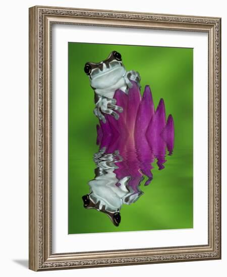 South America, Panama. Amazon milk frog reflects in water.-Jaynes Gallery-Framed Photographic Print