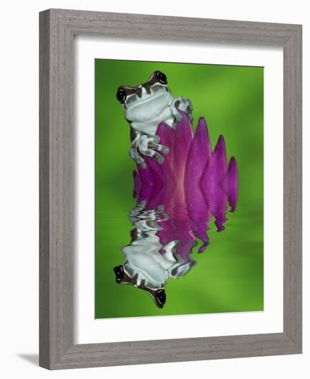 South America, Panama. Amazon milk frog reflects in water.-Jaynes Gallery-Framed Photographic Print