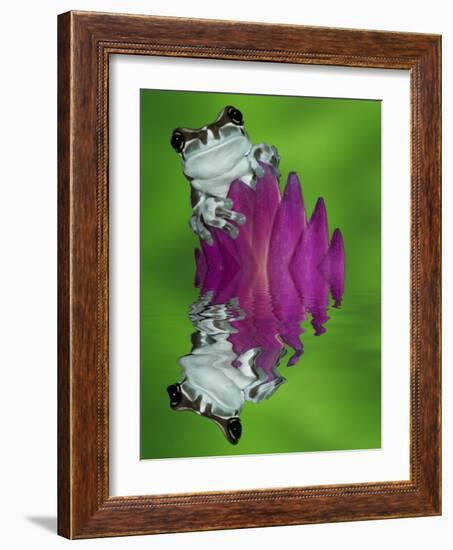 South America, Panama. Amazon milk frog reflects in water.-Jaynes Gallery-Framed Photographic Print