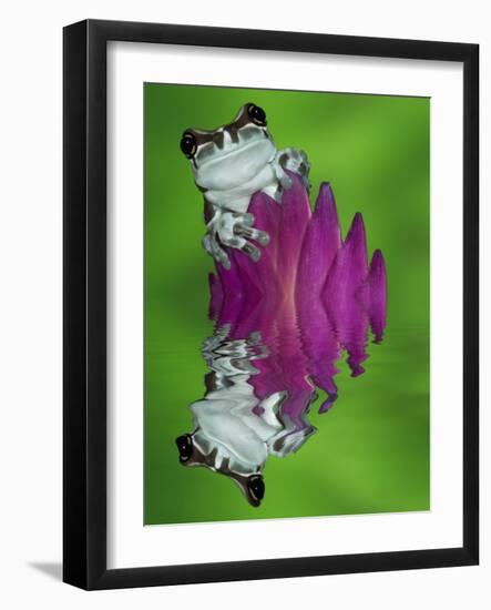 South America, Panama. Amazon milk frog reflects in water.-Jaynes Gallery-Framed Photographic Print