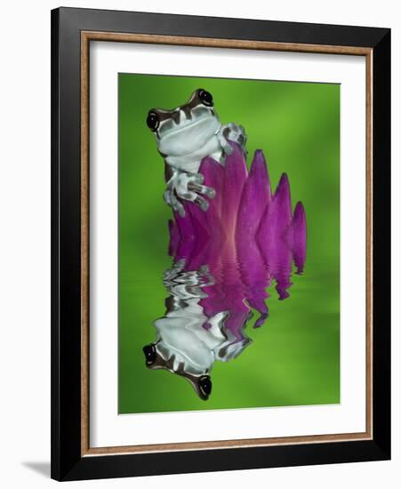 South America, Panama. Amazon milk frog reflects in water.-Jaynes Gallery-Framed Photographic Print