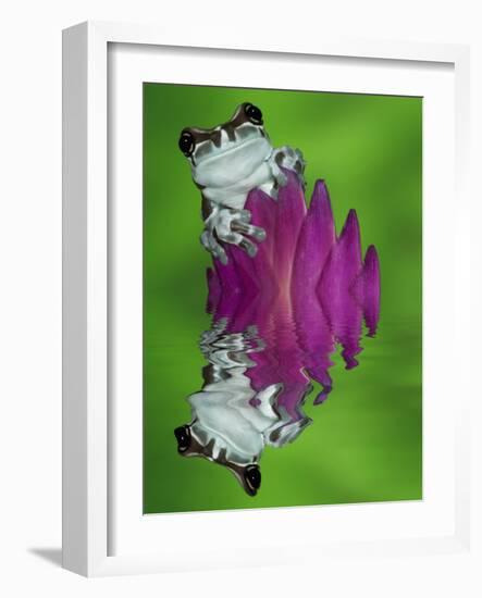 South America, Panama. Amazon milk frog reflects in water.-Jaynes Gallery-Framed Photographic Print