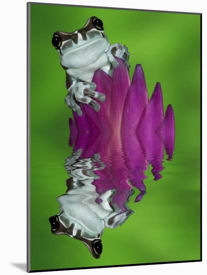 South America, Panama. Amazon milk frog reflects in water.-Jaynes Gallery-Mounted Photographic Print