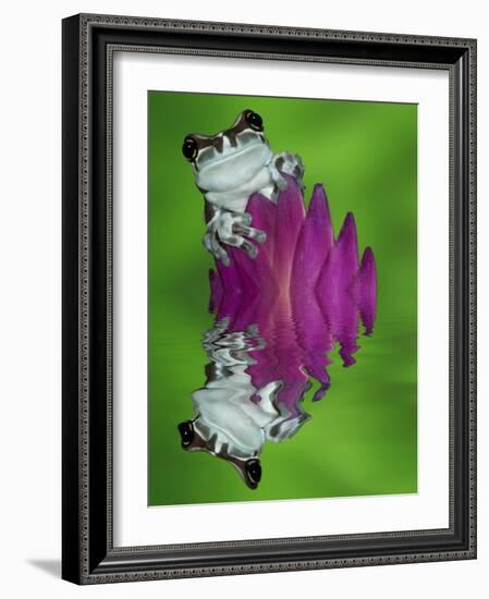 South America, Panama. Amazon milk frog reflects in water.-Jaynes Gallery-Framed Photographic Print