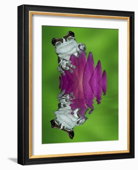 South America, Panama. Amazon milk frog reflects in water.-Jaynes Gallery-Framed Photographic Print