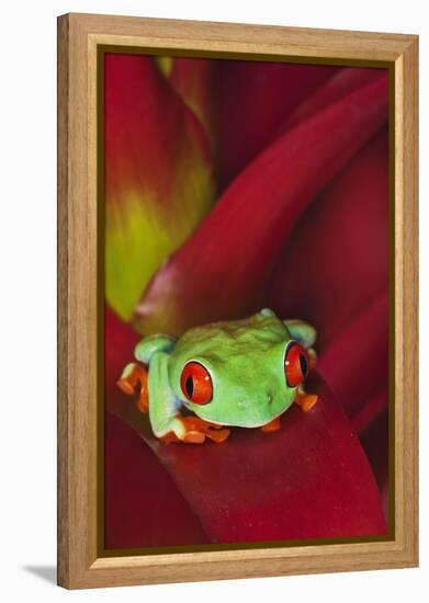 South America, Panama. Red-eyed tree frog on bromeliad flower.-Jaynes Gallery-Framed Premier Image Canvas