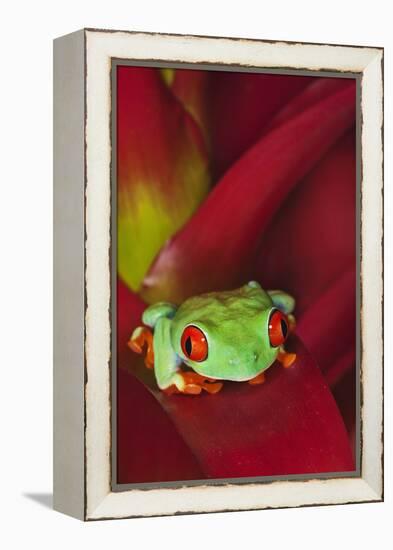 South America, Panama. Red-eyed tree frog on bromeliad flower.-Jaynes Gallery-Framed Premier Image Canvas