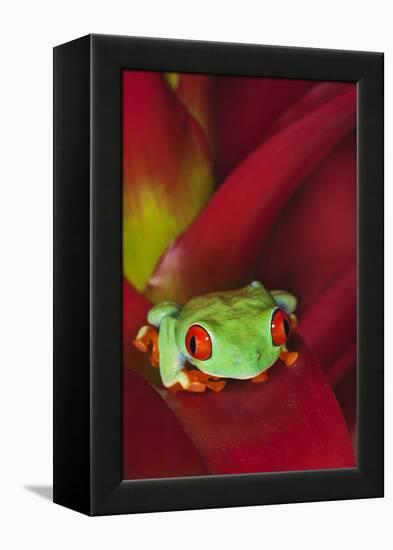 South America, Panama. Red-eyed tree frog on bromeliad flower.-Jaynes Gallery-Framed Premier Image Canvas