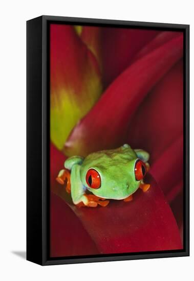 South America, Panama. Red-eyed tree frog on bromeliad flower.-Jaynes Gallery-Framed Premier Image Canvas