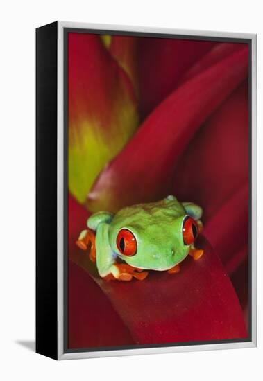 South America, Panama. Red-eyed tree frog on bromeliad flower.-Jaynes Gallery-Framed Premier Image Canvas