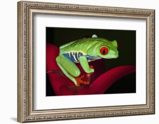 South America, Panama. Red-eyed tree frog on bromeliad flower.-Jaynes Gallery-Framed Photographic Print