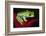 South America, Panama. Red-eyed tree frog on bromeliad flower.-Jaynes Gallery-Framed Photographic Print