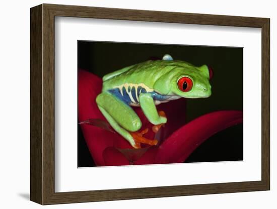 South America, Panama. Red-eyed tree frog on bromeliad flower.-Jaynes Gallery-Framed Photographic Print