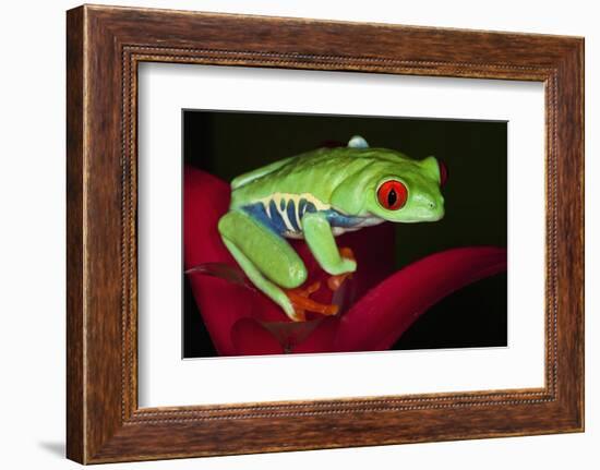 South America, Panama. Red-eyed tree frog on bromeliad flower.-Jaynes Gallery-Framed Photographic Print