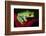 South America, Panama. Red-eyed tree frog on bromeliad flower.-Jaynes Gallery-Framed Photographic Print