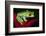 South America, Panama. Red-eyed tree frog on bromeliad flower.-Jaynes Gallery-Framed Photographic Print