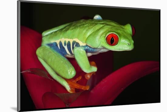 South America, Panama. Red-eyed tree frog on bromeliad flower.-Jaynes Gallery-Mounted Photographic Print