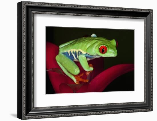 South America, Panama. Red-eyed tree frog on bromeliad flower.-Jaynes Gallery-Framed Photographic Print