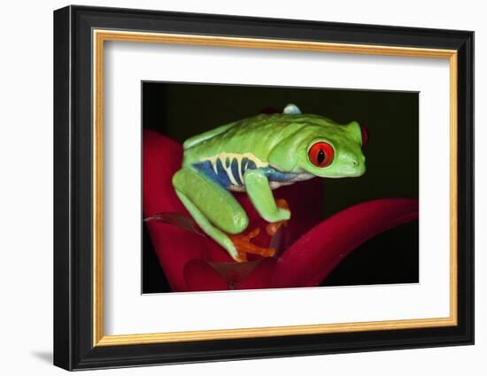 South America, Panama. Red-eyed tree frog on bromeliad flower.-Jaynes Gallery-Framed Photographic Print