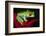 South America, Panama. Red-eyed tree frog on bromeliad flower.-Jaynes Gallery-Framed Photographic Print