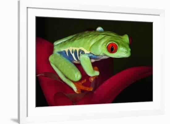 South America, Panama. Red-eyed tree frog on bromeliad flower.-Jaynes Gallery-Framed Premium Photographic Print