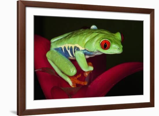 South America, Panama. Red-eyed tree frog on bromeliad flower.-Jaynes Gallery-Framed Premium Photographic Print